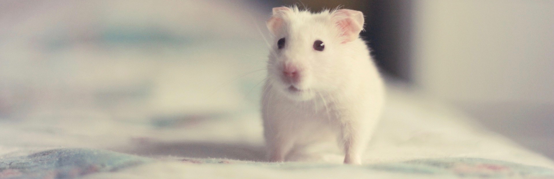 WordPress 胖鼠采集(Fat Rat Collect) 微信知乎简书腾讯新闻头条采集, 自动采集自动发布, 开源插件 Plugin Banner Image