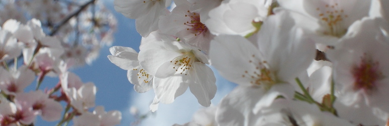 WordPress Jimmy Editor Plugin Banner Image