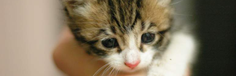 WordPress Kittify Plugin Banner Image