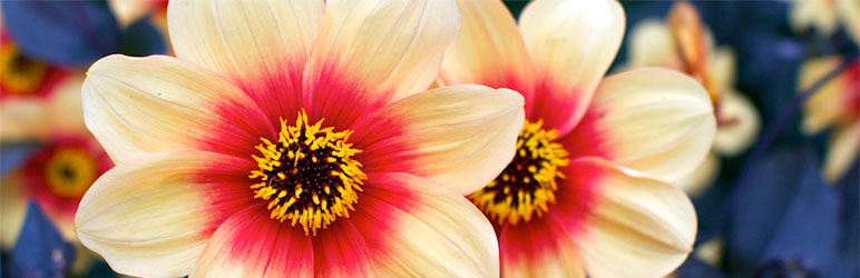 WordPress PageView Plugin Banner Image